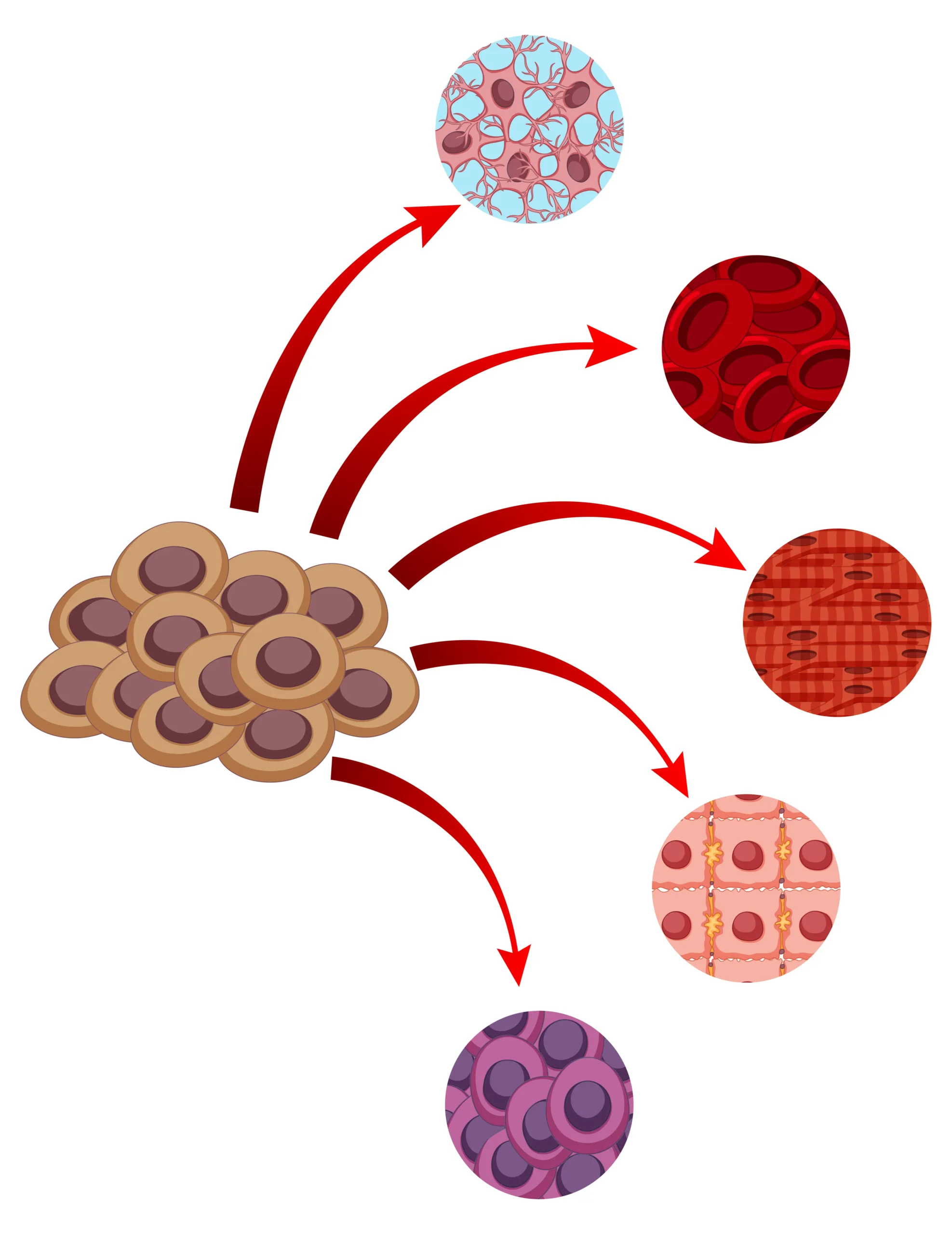 what is oxidative stress illustration showing free radicals damaging cells and leading to tissue and blood cell damage in the human body